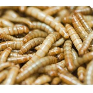 Quality Sino Crown Bulk Dried Mealworms for sale