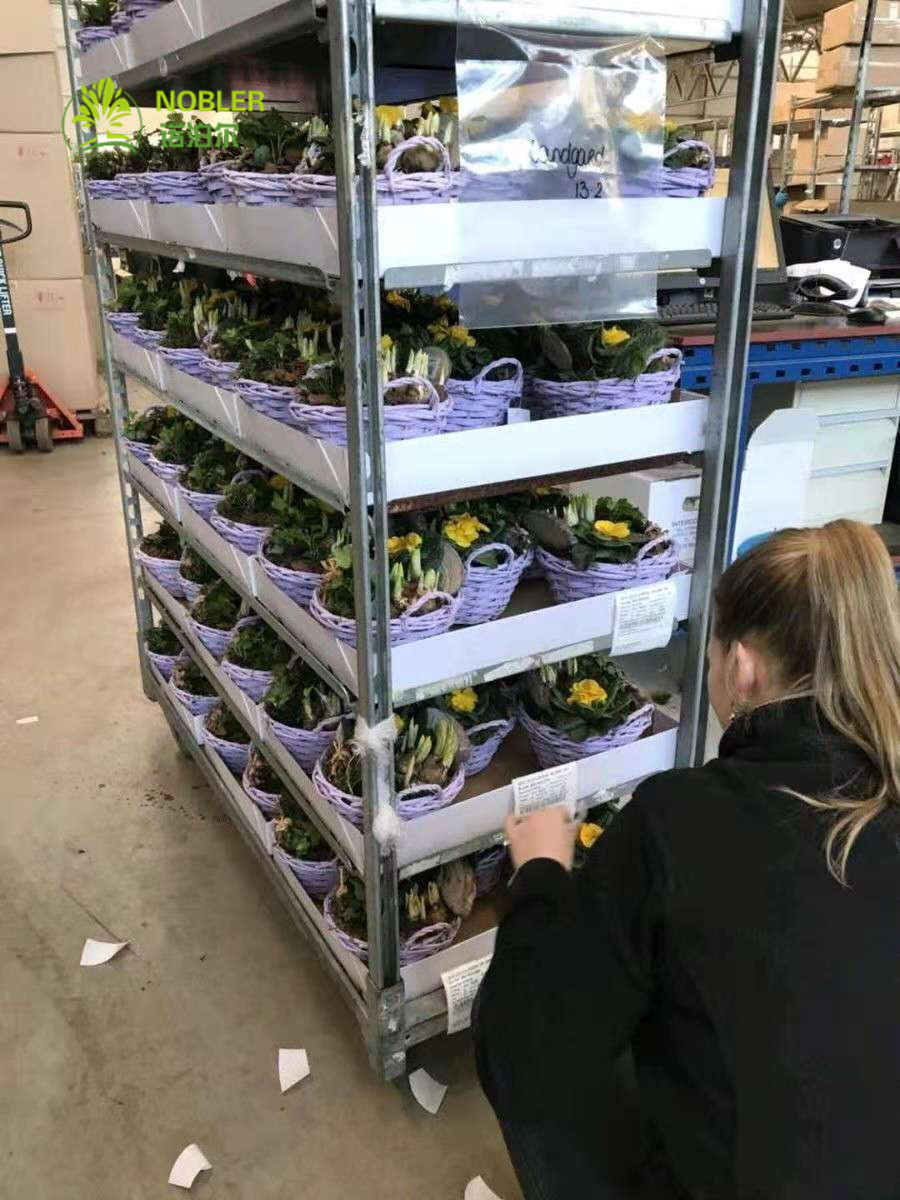 Customized Hot Galvanized Plywood Danish Flower Trolley For Transport
