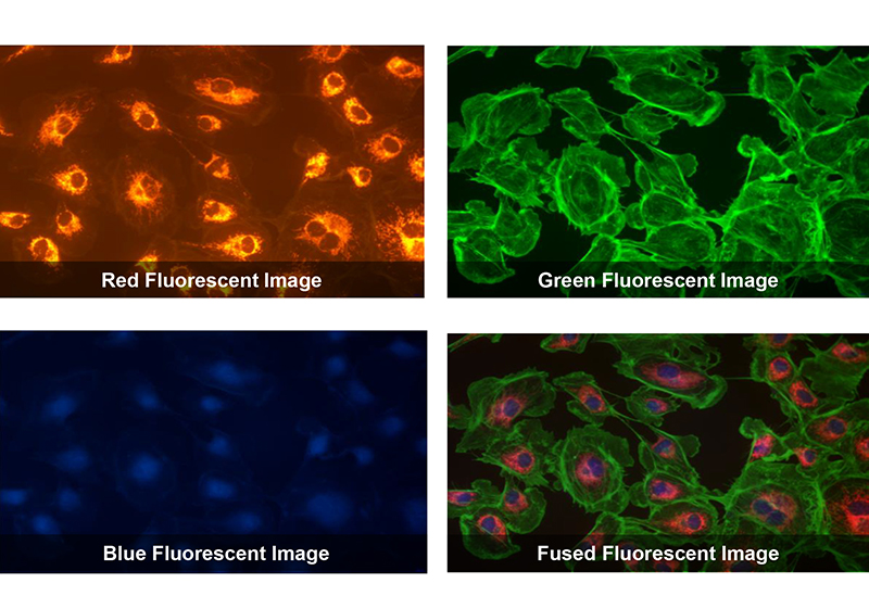 OPTO-EDU A59.2225 USB3.0 CMOS Cooled Digital Camera Fluorescent Image GS Shutter 1.7M~45M