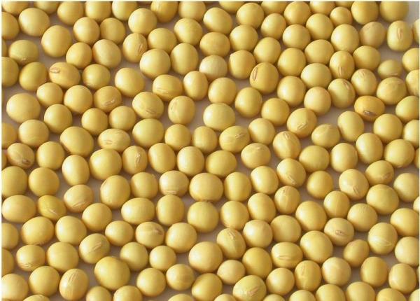 Buy Textured soy protein at wholesale prices