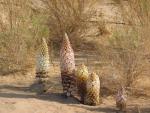 100% Natural Cistanche Tubulosa Extract/Total glycosides 70%/Echinacoside20%