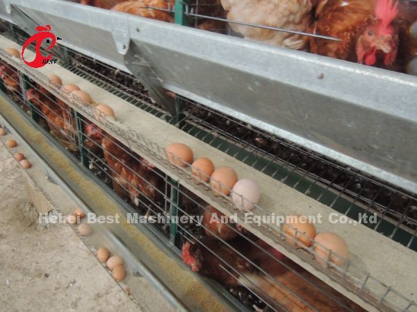 A Type Layer Chicken Battery Cage Full Automatic For Large Farm Adela