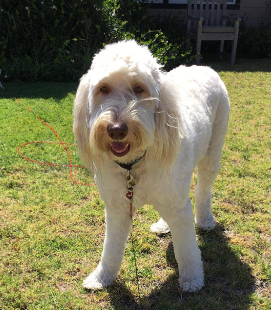 long slip lead for dogs
