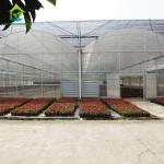 Strawberry Tomato Cucumber Growing Plastic Film Greenhouse For Commercial