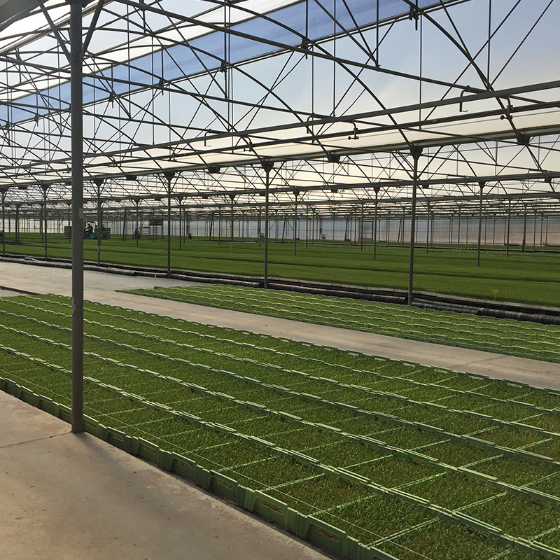 Hot Galvanized Steel Pipe Customized Layer Multi-span Film Greenhouse for High Output