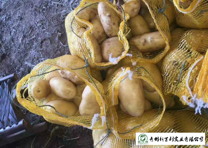 Smooth Surface Chinese Potato , No Pollution Organic Potatoes 5 Kg / Bag