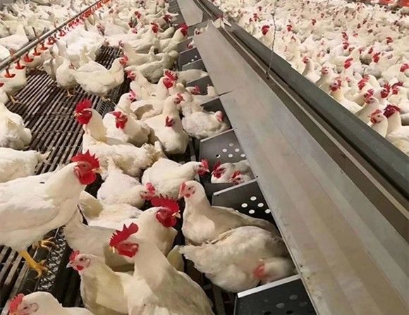 Broiler Breeder Automated Poultry Feeding System