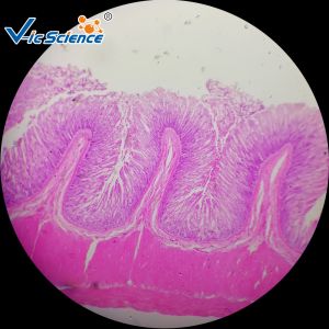 100 pcs Biological Histology Lab Slides Prepared Microscope Slides Bacteria