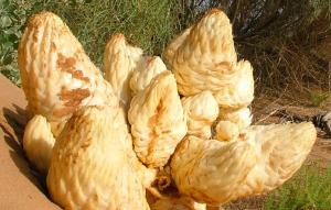 Quality 100% Natural Cistanche Tubulosa Extract/Echinacoside30%/Acteoside 10% for sale