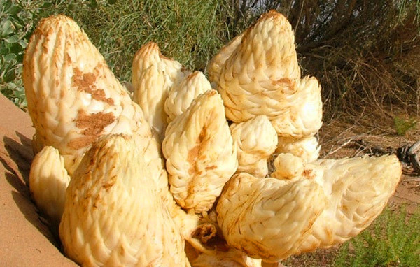 100% Natural Cistanche Tubulosa Extract/Total glycosides 70%/Echinacoside20%