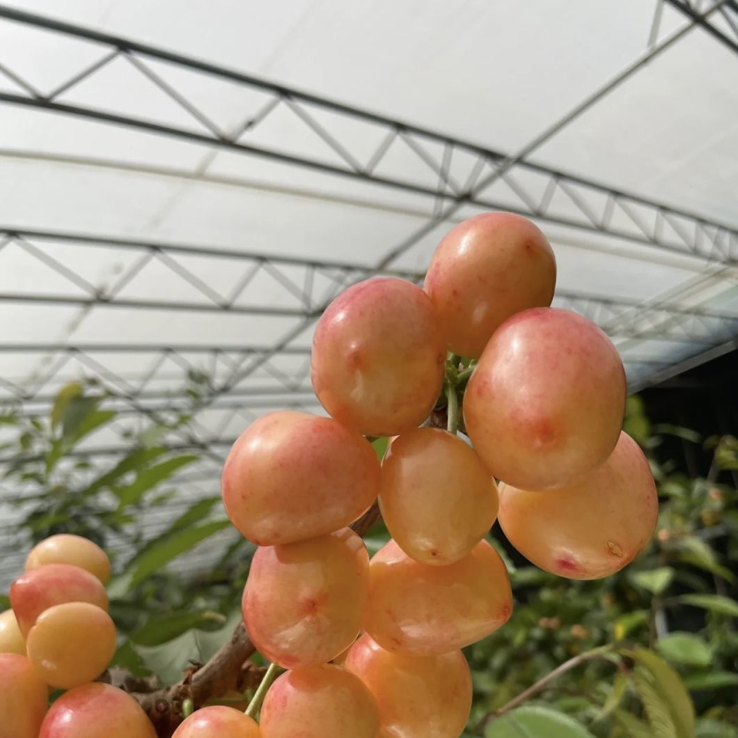 Planting Drip Irrigation Sunlight Greenhouse