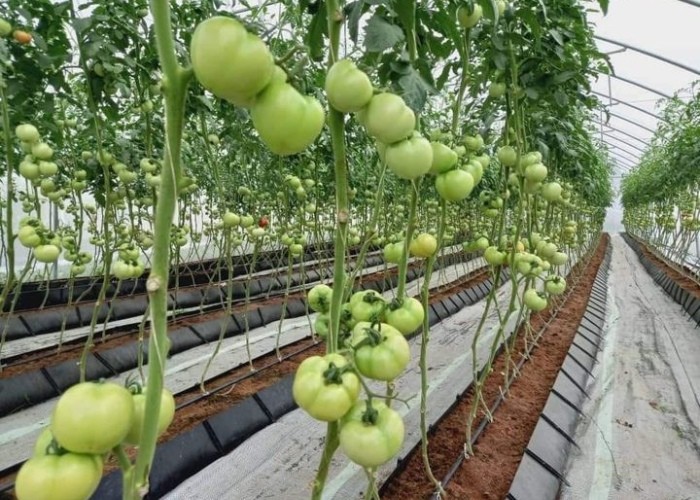 Soilless Growing System PP Growing Trough Colletcing Trough Black Growing Tomatoes Rose Cucumbers