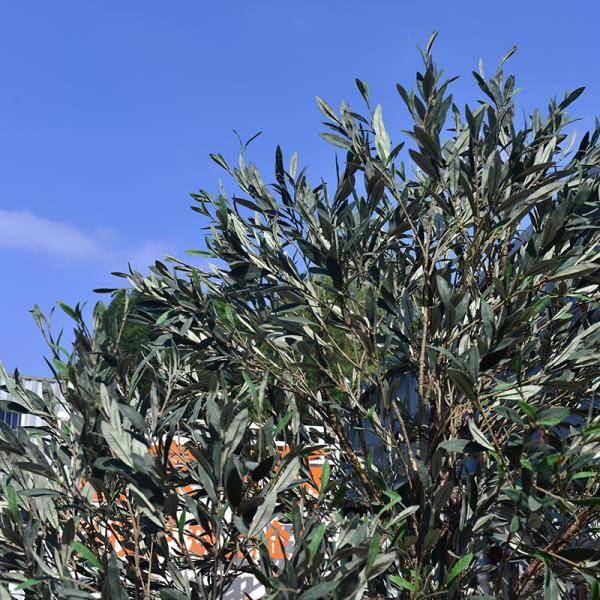 Customized Realistic UV Resistant Large Indoor Olive Tree​ For Commercial Projects Residential Use