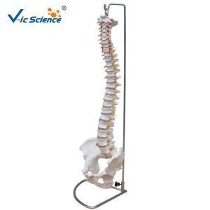 Quality Vertebral Column Anatomical Skeleton Model With Pelvis And Painted Muscles for sale