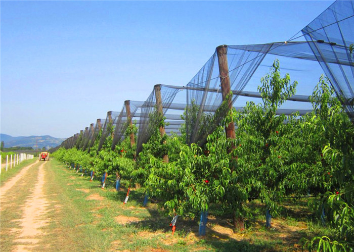 Agriculture Horticulture Vegetable Science, Crop-Protection-Net, Pest Management, Anti-Insect And Hail Nets Manufacture