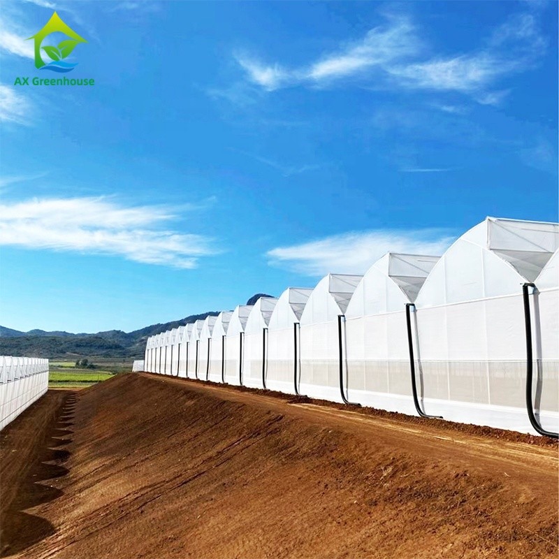Durable Agricultural Large Tunnel Multi-span Arched Poly Tunnel Greenhouse