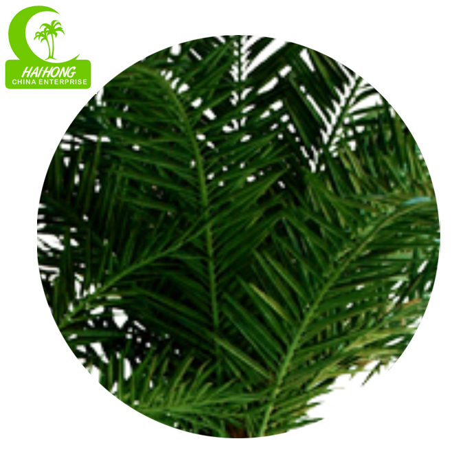 small coconut palm tree