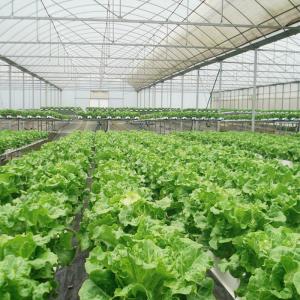 Quality Durable Steel Tructure Vegetable Growing Poly Tunnel Agricultural Greenhouse for sale