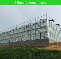 8.0m 10.0m Span Width Agriculture Greenhouse for Tomato and Vegetable
