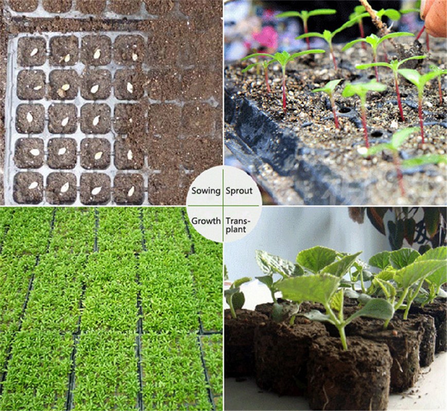 Professional Germination Growing starter grow tray seed trays cells seed propagator with great price