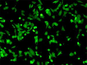 Quality Inverted microscope with phase contrast and fluorescent for sale