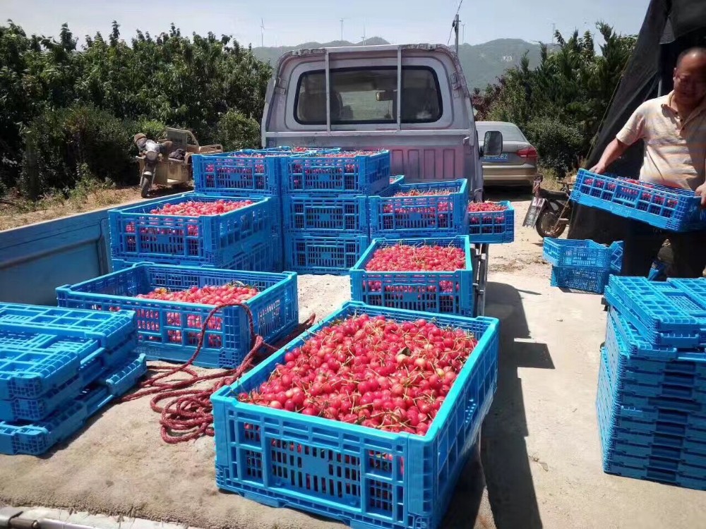Small collapsible plastic crates for fruits and vegetables