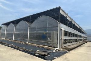 Quality Commercial Agricultural Multi Span Film Vegetables Greenhouse With Irrigation System for sale
