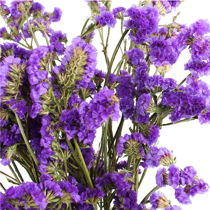 Statice Limonium Beautiful Dried Flowers Beautiful With Long Using Time