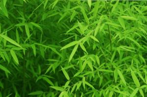 Quality herbal extract Bamboo Leaf Extract 10%-30% Flavonoids for sale