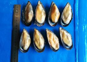 China Iso Frozen Cooked Mussel Half Shell Mytilus Edulis Chemical Off on sale