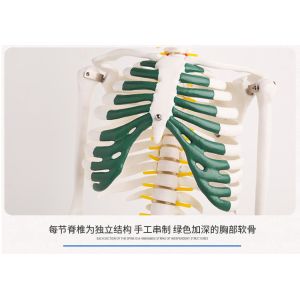 Lab Educational Anatomical Skeleton Model With Spinal Nerves VIC-102A