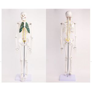 Lab Educational Anatomical Skeleton Model With Spinal Nerves VIC-102A