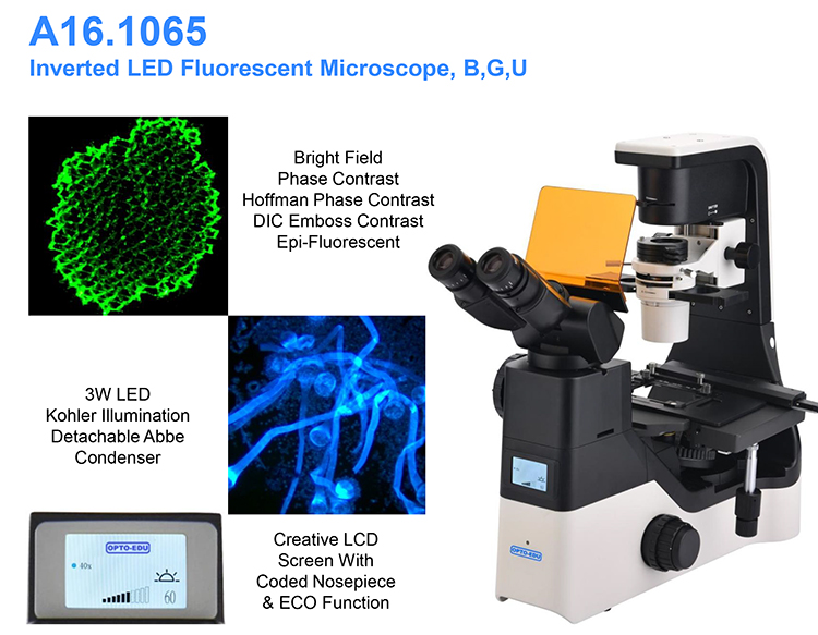 OPTO EDU A16.1065 LCD Screen Inverted LED Fluorescent Microscope Tiltable Binocular Photo Port On Side