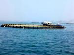 Aquaculture Farming HDPE Fish Cage Floating With High Stocking Rate