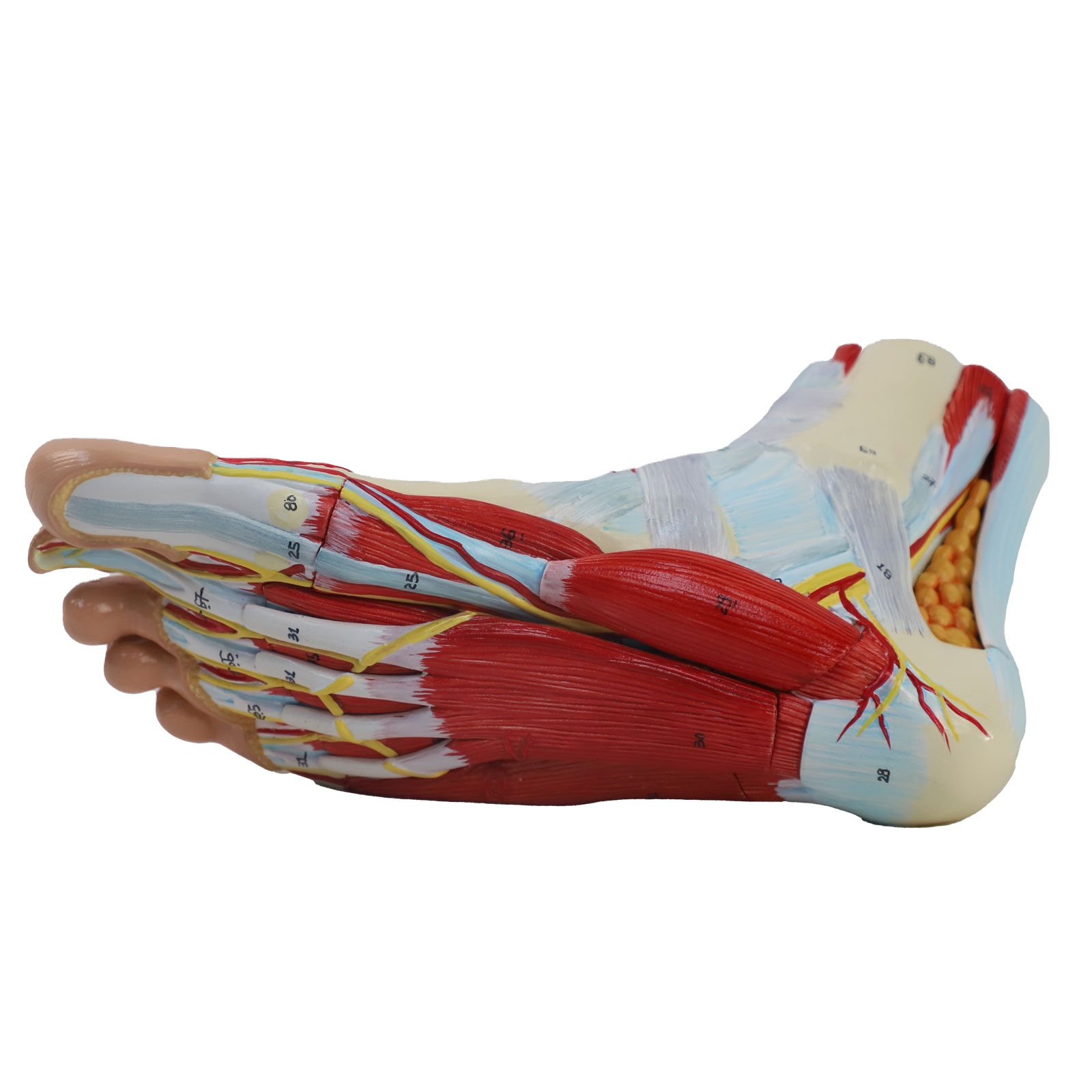 Life size Anotomy Didactic Research Medical School Campus Hospital Rehabilitation Treatment After Surgery Foot Ankle Model