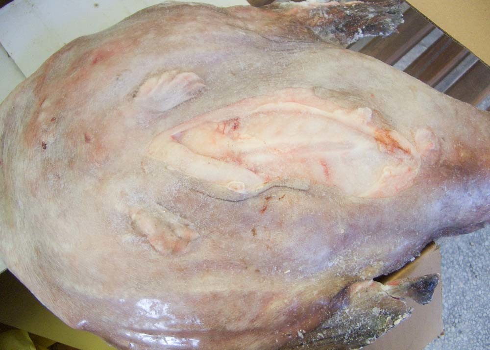 Whole Monkfish Gutted Iqf Brc Haccp Lophius Litulon No Additives Chemical Off Round