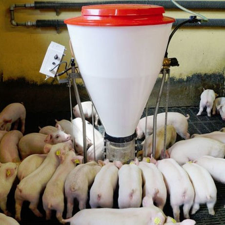 SS304 Farm Feeding Trough For Nursery Weaning Piglet Anti Rust