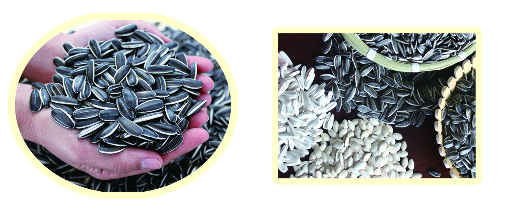 Origin Sunflower Seeds White Black Strips from Xinjiang High Grade Eating Raw COOL 20/25kg Pp Woven Bag Packaging Dried 9% Max