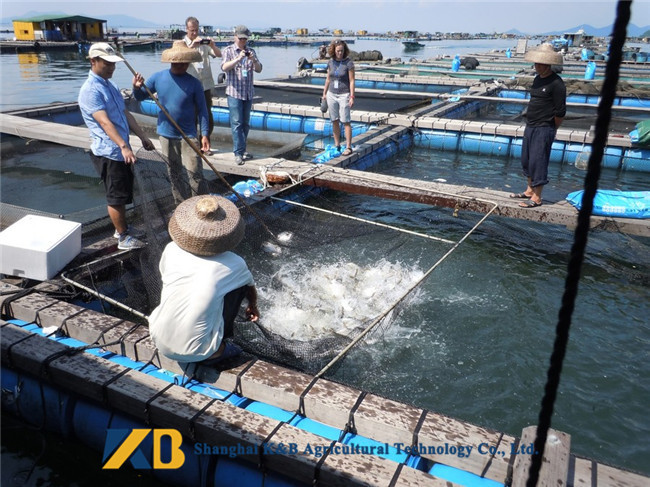 Small Trial Order High Protein Fish Meals Custom Bag For Aquaculture Farm