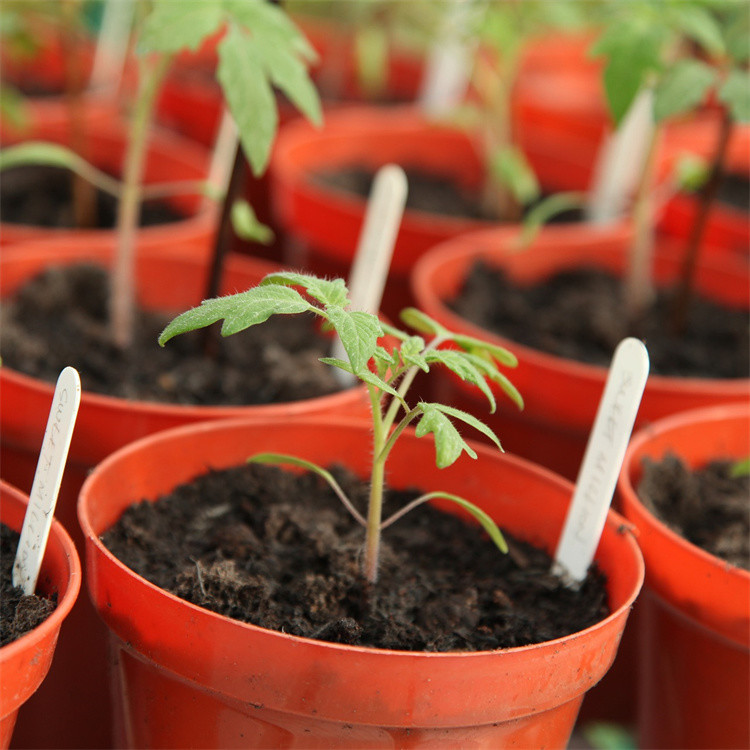 Tomato Plant Growth Tunnel Plastic Greenhouse Film Covering UV Treated