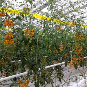 Quality Green Color Tomato Twine Length 320m/1 Lb Roll 3200m/10 Lbs Roll 705m/2.2 Lbs Roll for sale