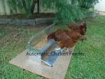 OEM 51x21cm Rust Proof 16.4L Auto Chook Feeder