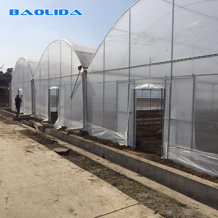 Multi Span Polyethylene Film Greenhouse Large Scale Wide Application