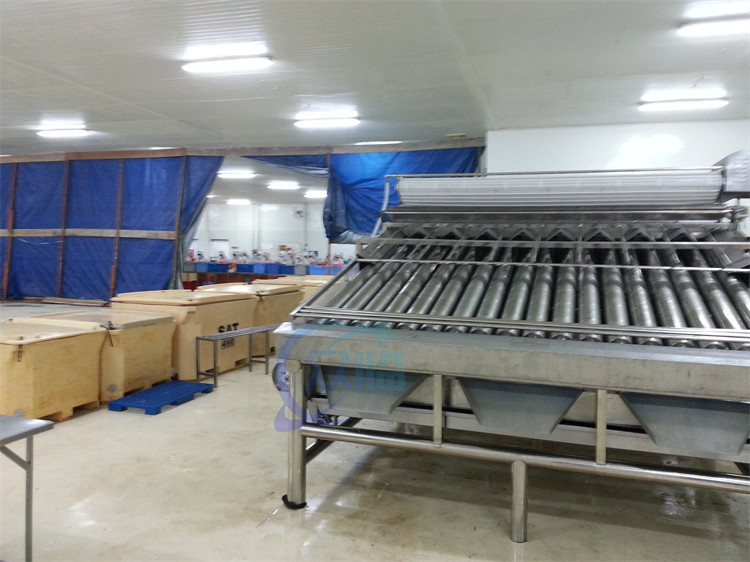 Roller Shrimp Grading Machine Multipurpose Stainless Steel Material