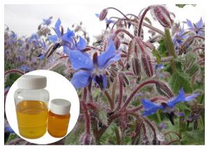China Lower Blood Pressure Natural Dietary Supplements Borage Oil Omega 3 With GC Test on sale