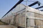 Commercial Agricultural Multi Span Film Vegetables Greenhouse With Irrigation
