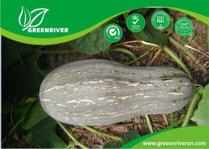 Quality Yellow organnic Chinese pumpkin seeds ISO9001-2000 Certificate for sale