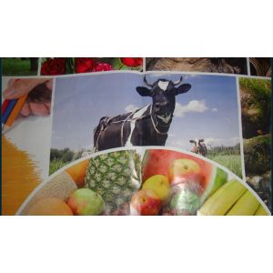 High Speed 8 Colors 1000mm Flexo Printing Machine For Pe Activities