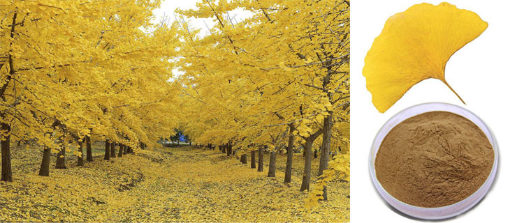 CAS 90045-36-6 Organic Dry Leaves Ginkgo Biloba Extract Powder