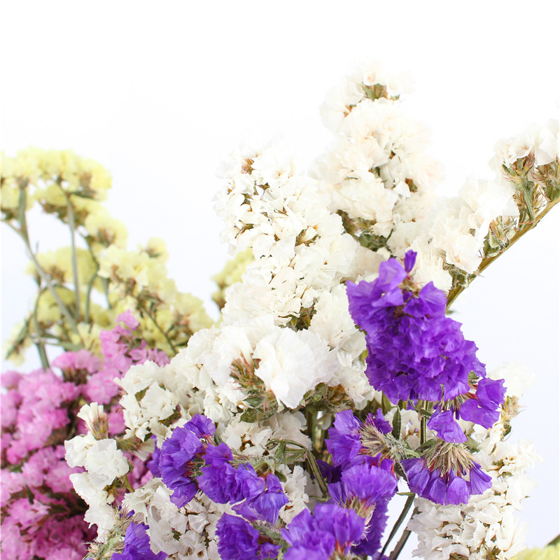 Statice Limonium Beautiful Dried Flowers Beautiful With Long Using Time